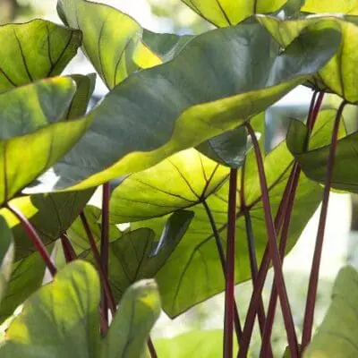 Royal Hawaiian Hawaiian Punch Elephant Ear