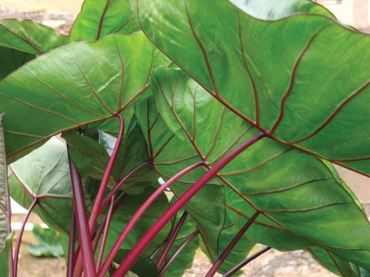 Royal Hawaiian Hawaiian Punch Elephant Ear - Image 2