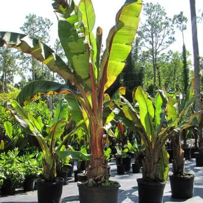 Banana Tree