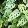 Swiss Cheese Plant