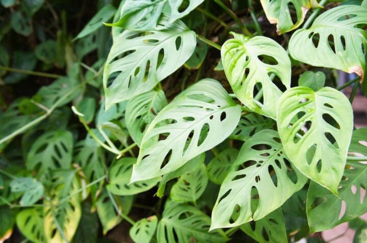 Swiss Cheese Plant