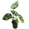 Swiss Cheese Plant - Image 2
