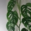 Swiss Cheese Plant - Image 3