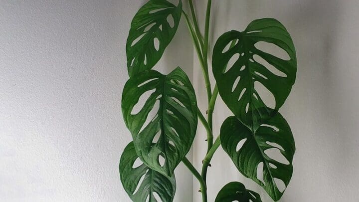 Swiss Cheese Plant - Image 3