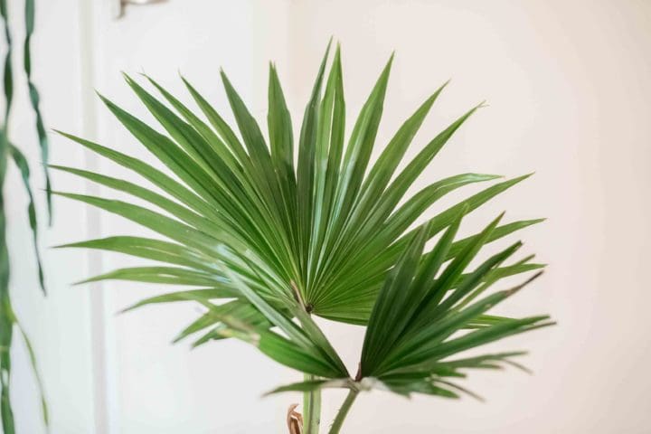 Chinese Fan Palm