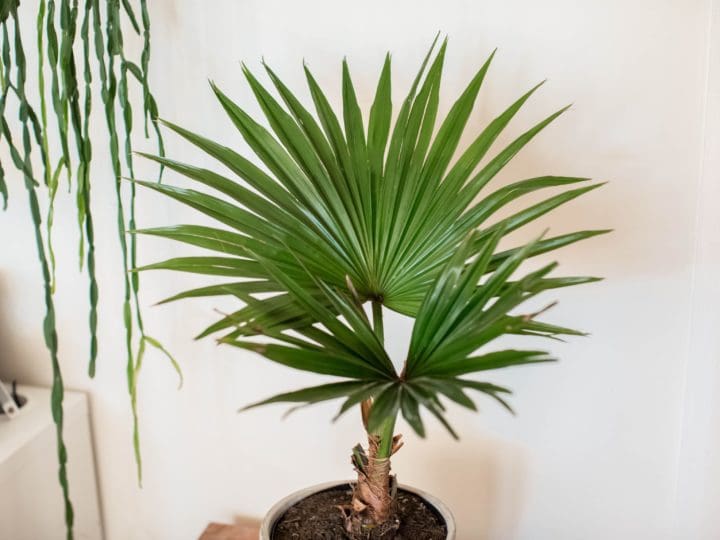 Chinese Fan Palm - Image 2