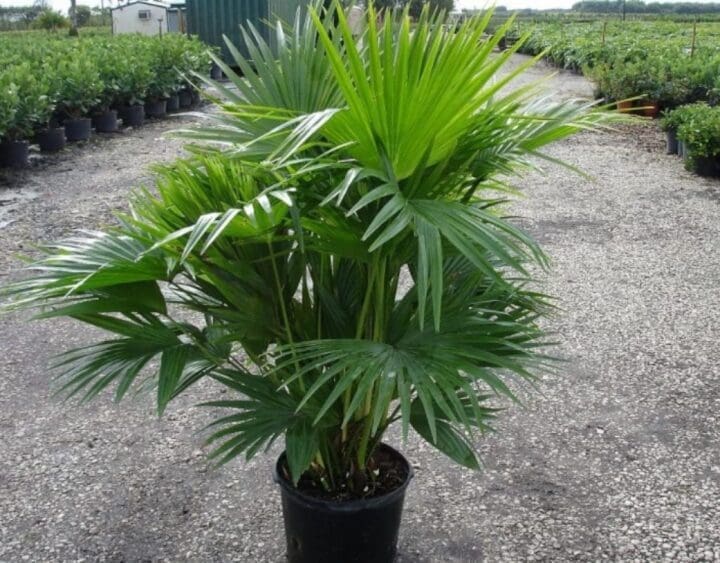 Chinese Fan Palm - Image 3