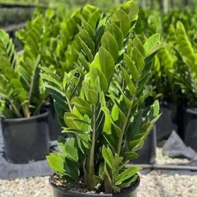 ZZ Plant