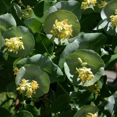 Kintzley's Ghost Grape Honeysuckle