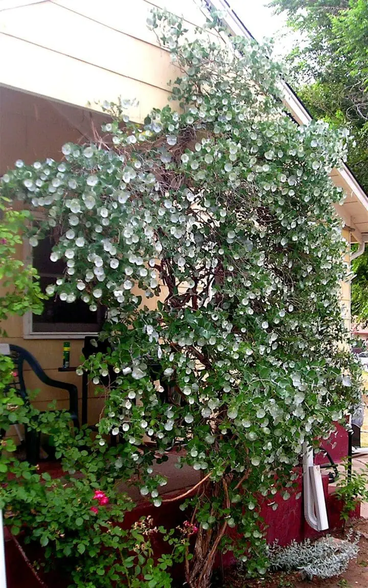 Kintzley's Ghost Grape Honeysuckle - Image 2
