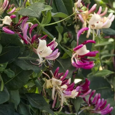 Peaches & Cream Honeysuckle