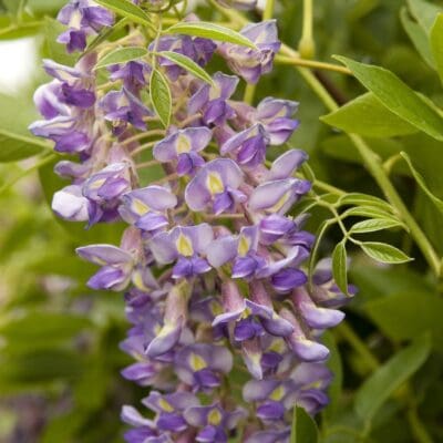 Blue Moon Wisteria