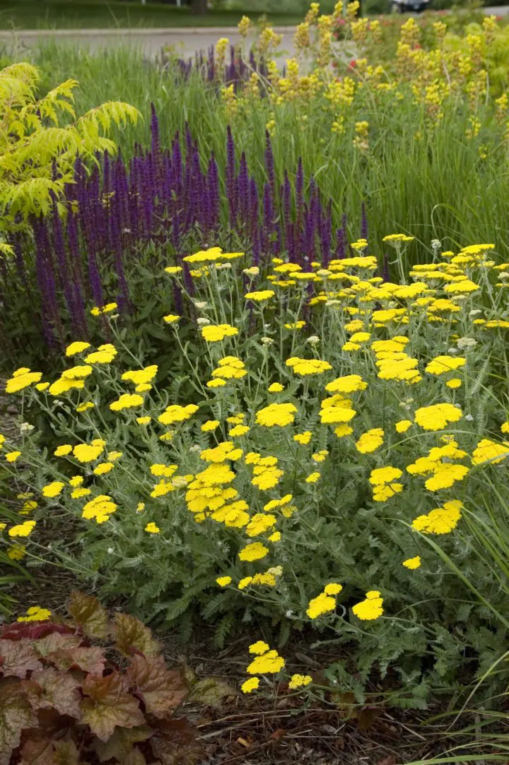 Moonshine Yarrow - Image 2