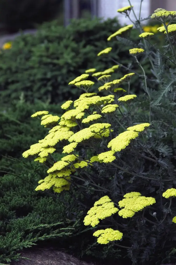 Moonshine Yarrow - Image 3