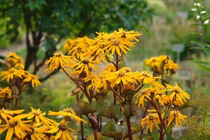 Othello Ligularia - Image 2