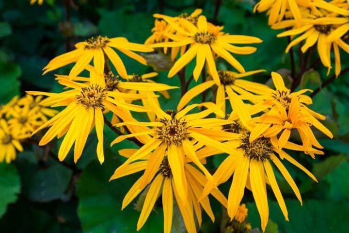 Othello Ligularia - Image 3