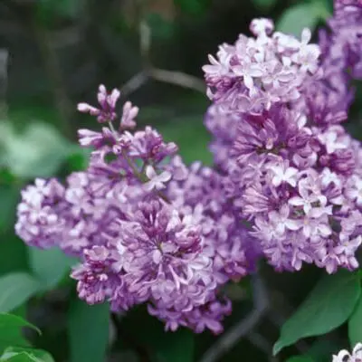 Common Purple Lilac