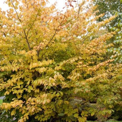 Witch Hazel
