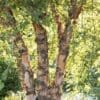 Heritage River Birch