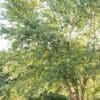 Heritage River Birch - Image 2