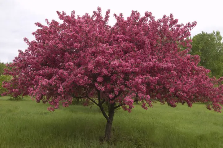 Prairifire Crabapple