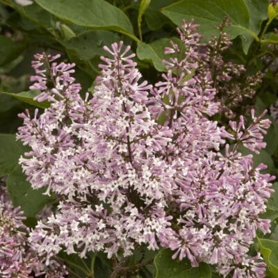 Miss Kim Korean Lilac - Tree Form