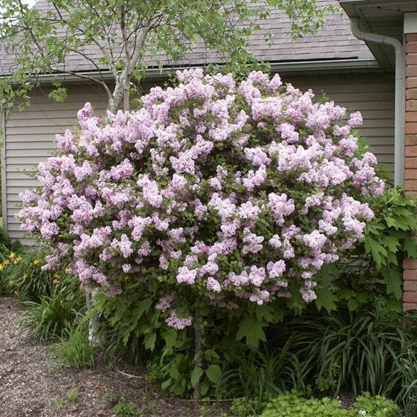 Miss Kim Korean Lilac - Tree Form - Image 2