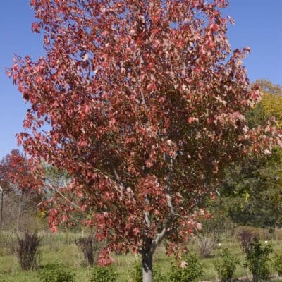 Autumn Radiance Maple