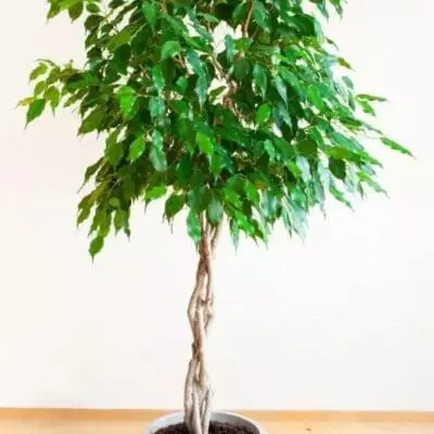 Benjamin Braided Ficus