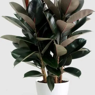 Burgundy Ficus