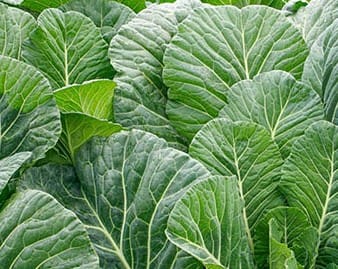 Collard Greens