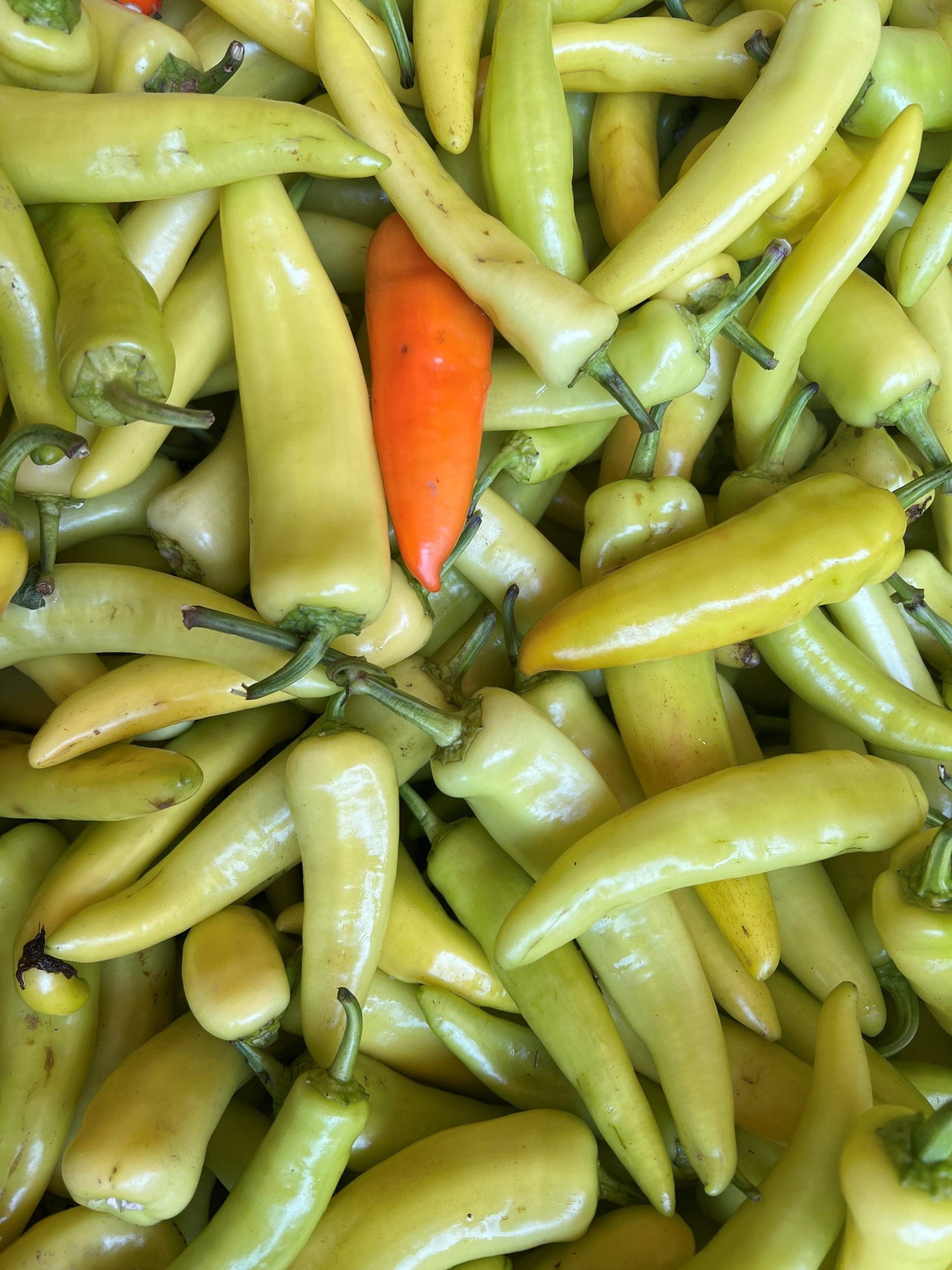 pepper