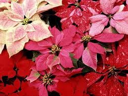 POINSETTIA 6.5" ASSORTED COLORS