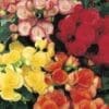 Begonia Rieger Mixed (Shade)