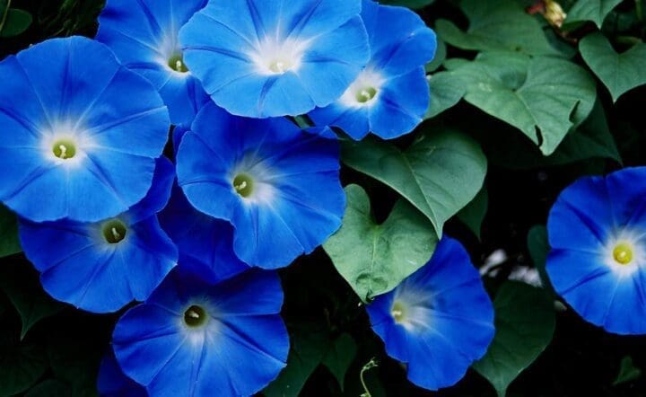 Heavenly Blue Morning Glory - Image 3