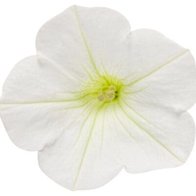 Supertunia Mini Vista White Petunia
