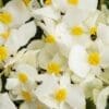 Begonia Surefire White