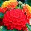 Bandana Red Lantana