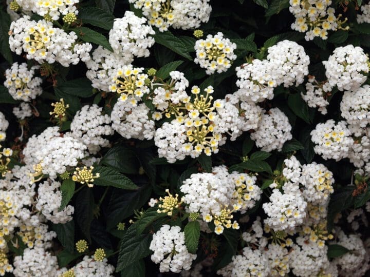 Bandana White Lantana