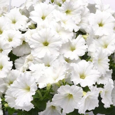 Easy Wave White Petunia