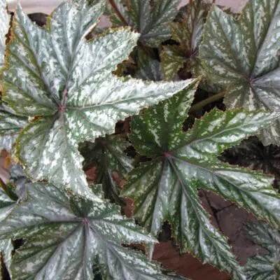 Rex Gryphon Begonia