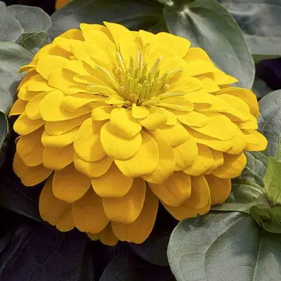 Magellan Yellow Zinnia