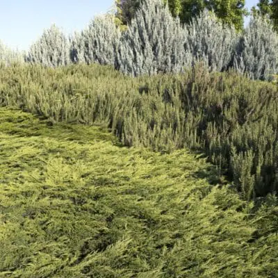 Calgary Carpet Juniper