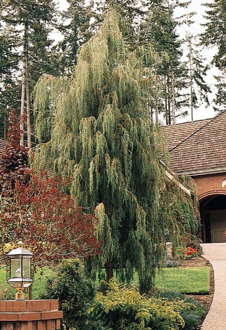 Tolleson's Blue Weeping Juniper - Image 2