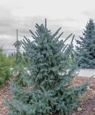 Troemner Hybrid Spruce