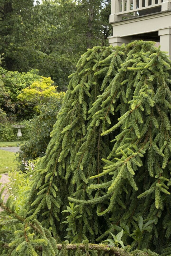 Weeping Norway Spruce - Weeping - Image 2