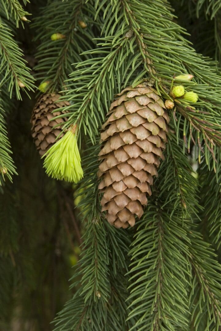 Weeping Norway Spruce - Weeping - Image 3