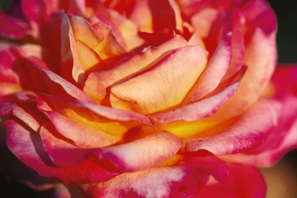 Love & Peace Rose