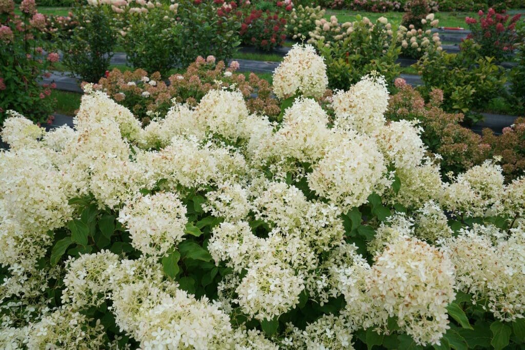 Puffer Fish Panicle Hydrangea Pahl's Market Apple Valley, MN