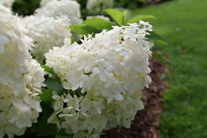 Puffer Fish Panicle Hydrangea - Image 2
